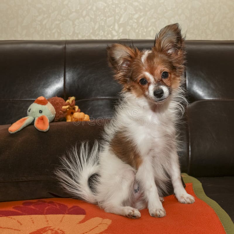 PapillonWelpe/kontinentaler Toy Spaniel, SchmetterlingsHund Stockbild