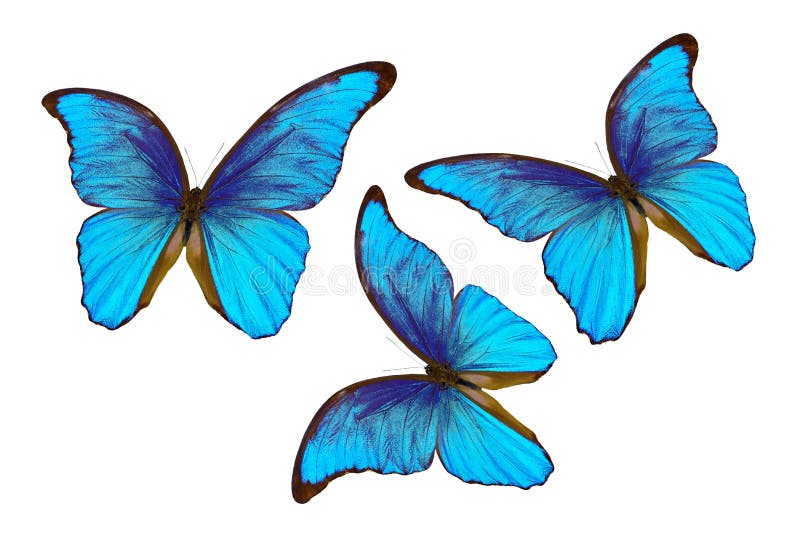 Papillons bleus de Morpho d'isolement sur le fond blanc photos stock Papillons bleus de Morpho d'isolement sur le fond blanc photos stock
