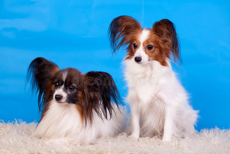 Papillons on blue background