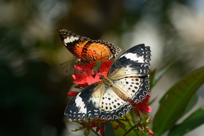 Common Lacewing Butterfly (Cethosia bibles) and Leopard Lacewing Butterfly (Cethosia cyane) perched together on flowers at Butterfly Pavilion, Colorado. Common Lacewing Butterfly (Cethosia bibles) and Leopard Lacewing Butterfly (Cethosia cyane) perched together on flowers at Butterfly Pavilion, Colorado