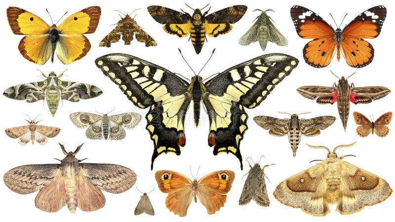 Butterflies and moths. Isolated on a white background. Butterflies and moths. Isolated on a white background