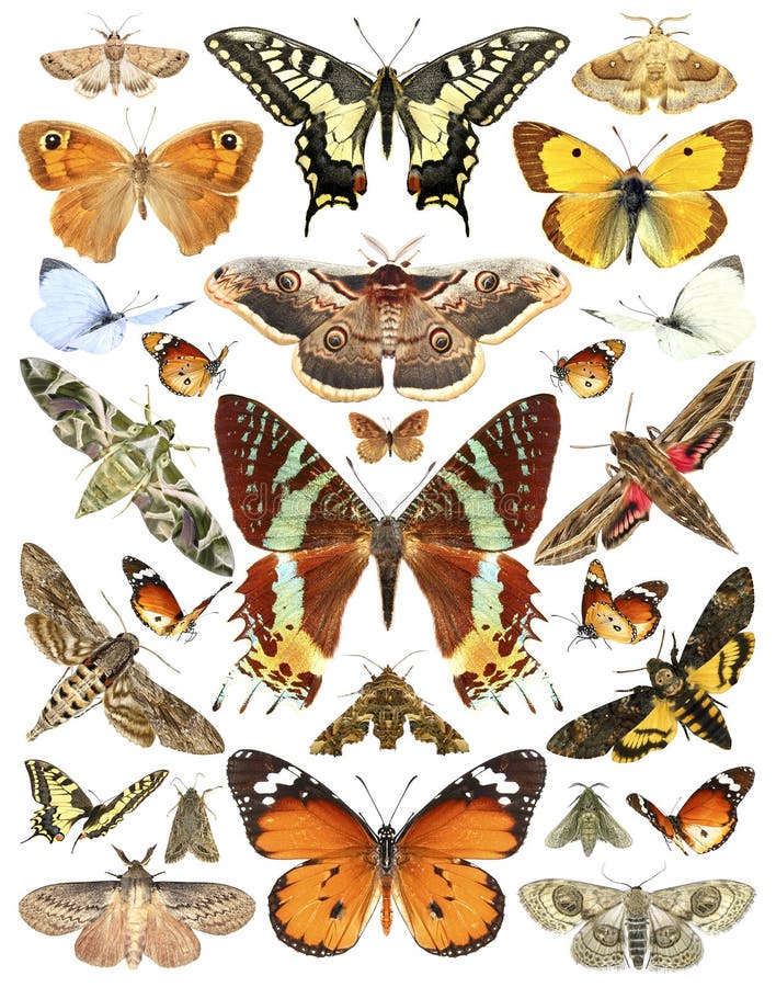 Butterflies and moths. Isolated on a white background. Butterflies and moths. Isolated on a white background