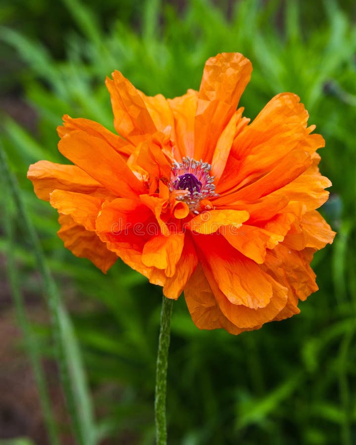 Orange oriental poppy, Papaver orientale var. Olympia, in full bloom. Orange oriental poppy, Papaver orientale var. Olympia, in full bloom