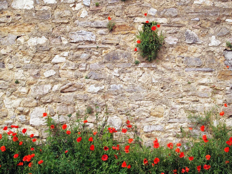 Papoilas vermelhas sobre fundo de tijolo imagens de stock
