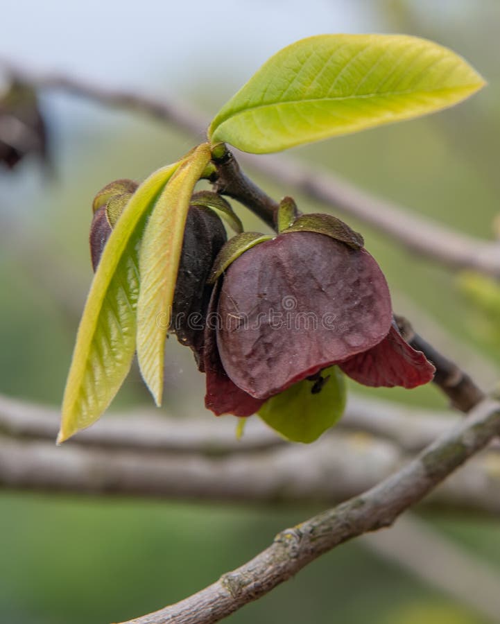 Pappaw asimina triloba imagem de stock. Imagem de flora - 208322961