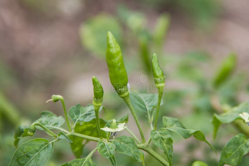 Piments De Guinée-poivre Ou D'oiseau Sur Le Barch Avec Les Feuilles Vertes  Image stock - Image du mûr, jardin: 134101989