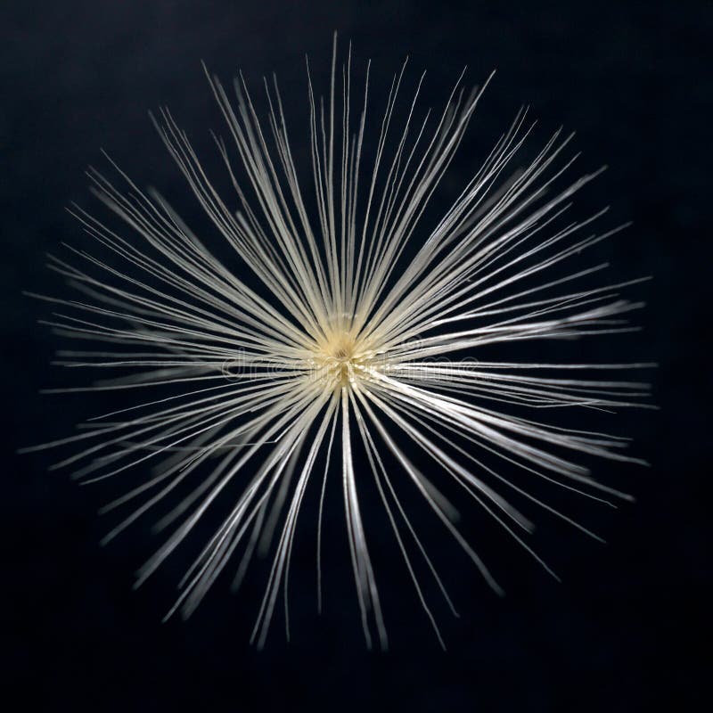 Pappus the purple star thristle