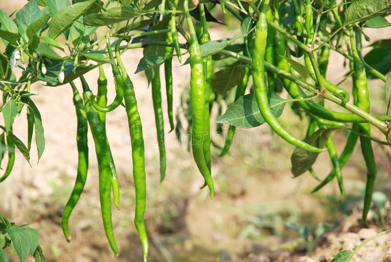 Paprika arkivbilder