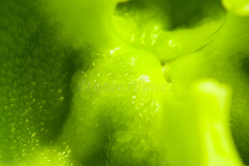 Paprika royaltyfria bilder