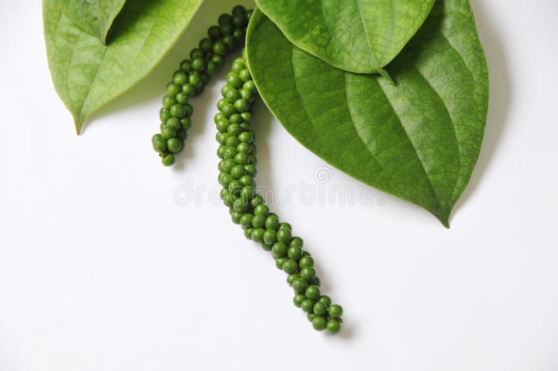 Paprika royaltyfria foton