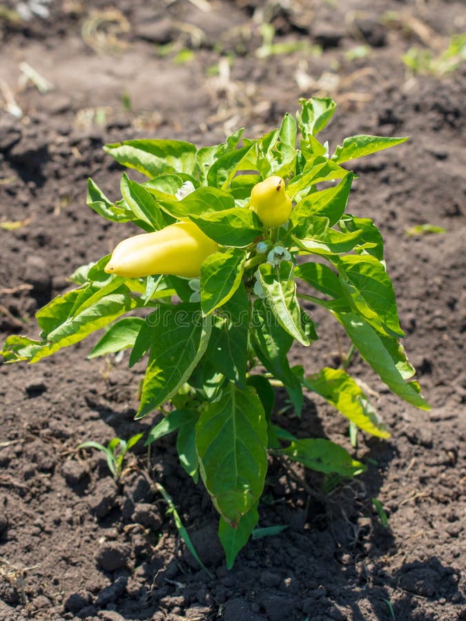 Paprika on a bush in the garden stock image Paprika on a bush in the garden stock image