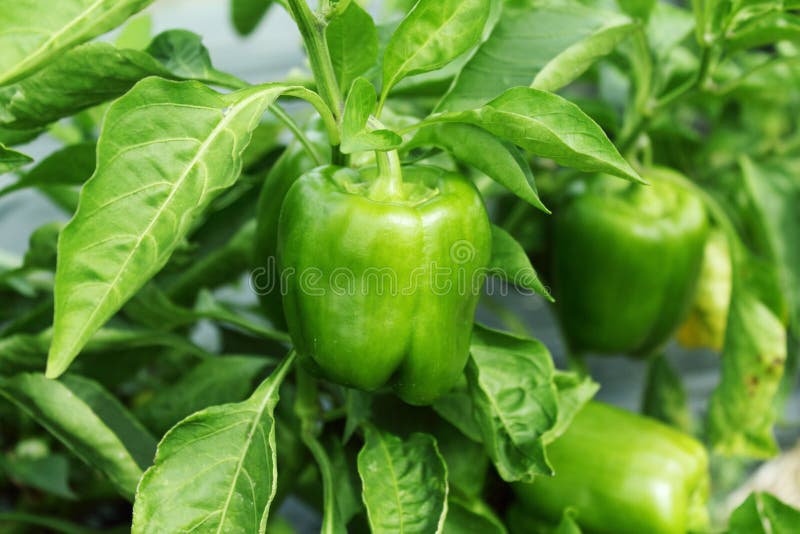 Paprika eller spansk peppar på växten royaltyfri foto