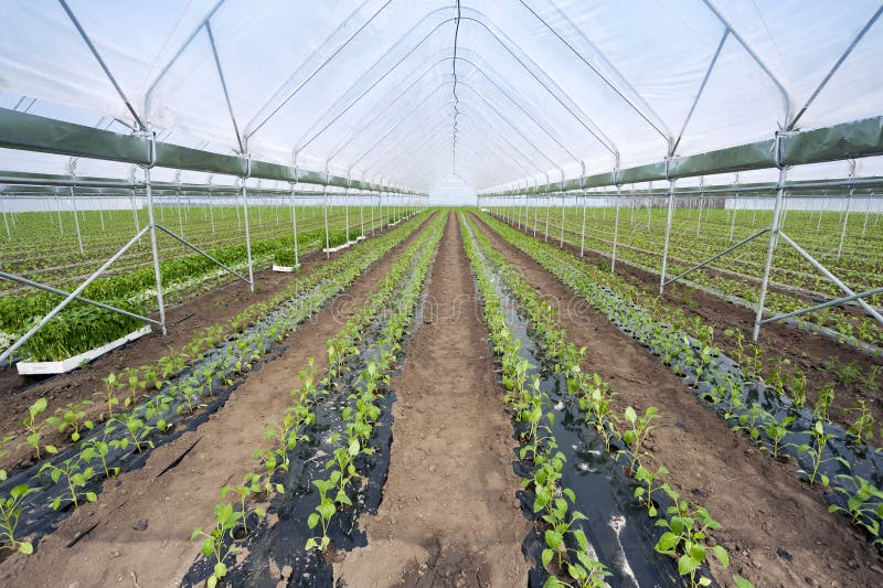 Paprika im Gewächshaus stockbild. Bild von gärtnern, frisch 41663107