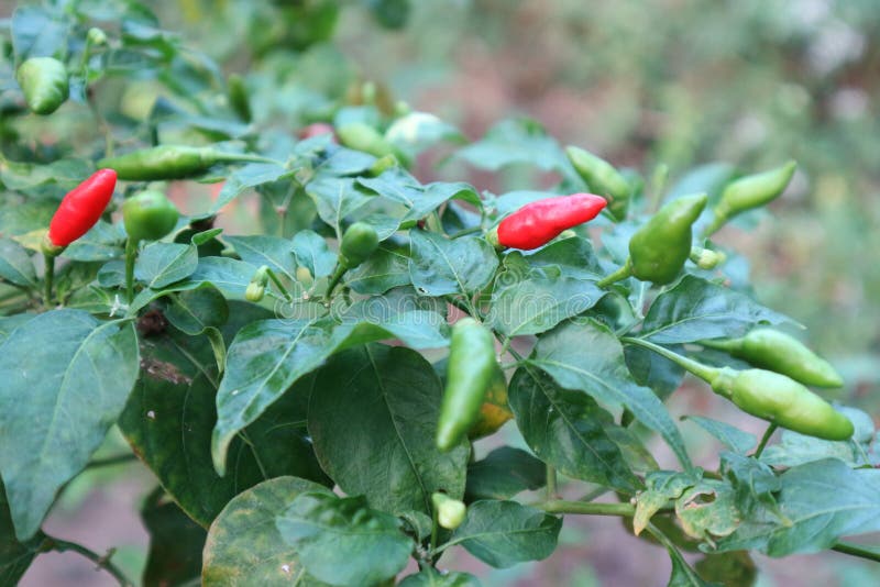 Paprika ist ein Gemüse mit würzigen Aromen, roter, grüner, natürlicher Hintergrund