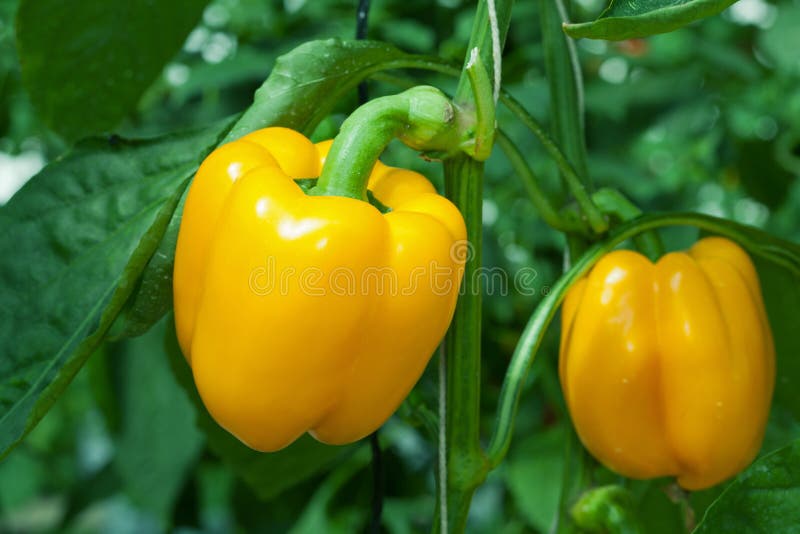 Paprika jaune photographie stock libre de droits Paprika jaune photographie stock libre de droits