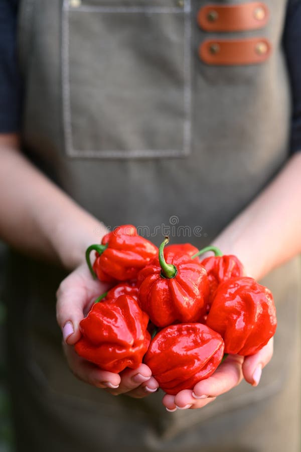 Paprika med mogen röd vana i jordbrukarens händer fotografering för bildbyråer