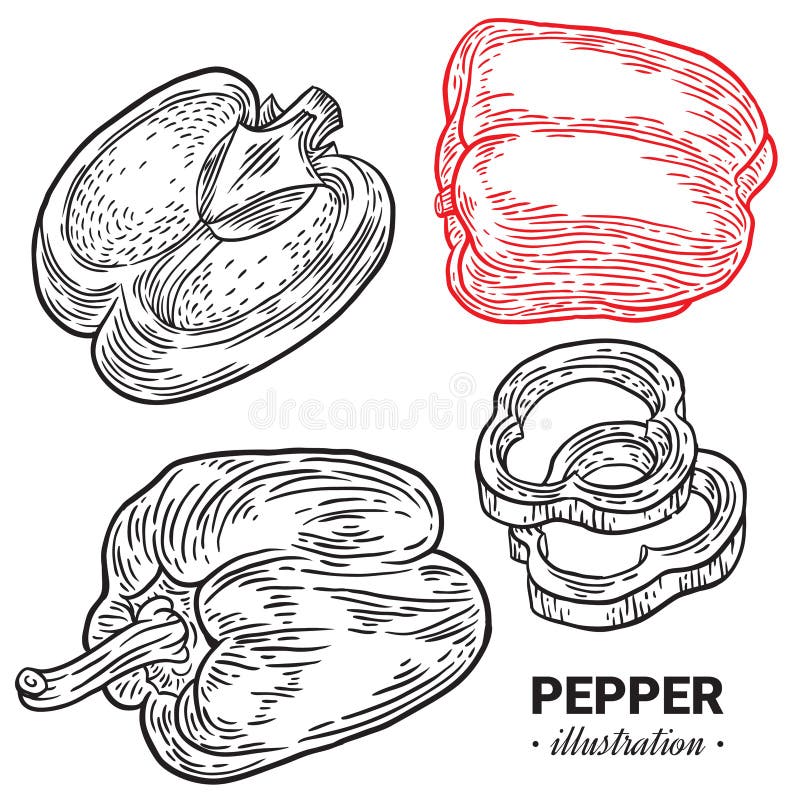 Paprika Pepper Fresh Food Vector Hand Drawn Illustration ...