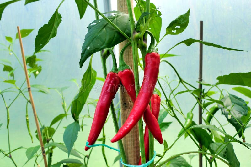 Paprika Plant stock photo. Image of natural, ripe, condiment 232374488