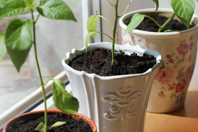 Paprika Plants Growing in Pots Indoor Stock Image Image of closeup