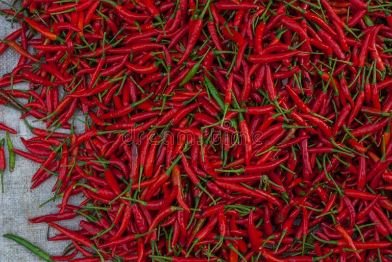 Paprika thailand stock photo. Image of thailand, herbs 43696338