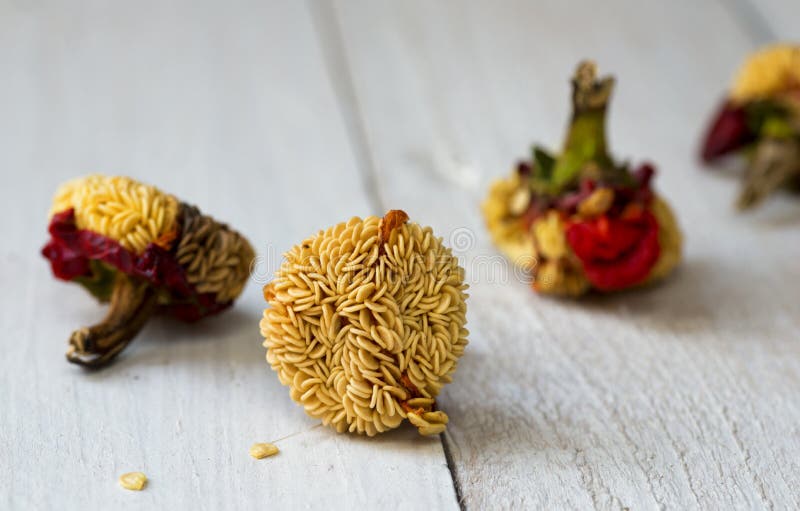 Paprika Seeds Isolated on Wood Stock Photo Image of arrangement