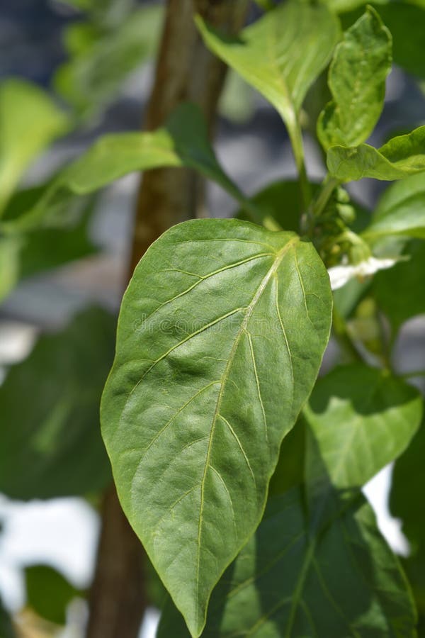 Paprikabladen stock fotografie