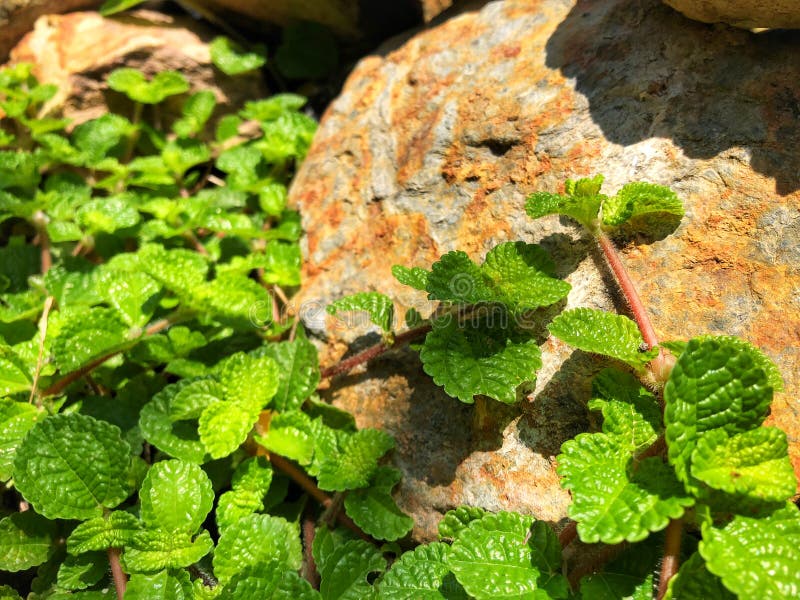 Paprikamintkaramellsidor på trädgården med naturligt solljus royaltyfri bild Paprikamintkaramellsidor på trädgården med naturligt solljus royaltyfri bild