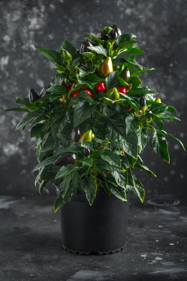 Paprikapfeffer auf Baum lizenzfreie stockfotografie Paprikapfeffer auf Baum lizenzfreie stockfotografie