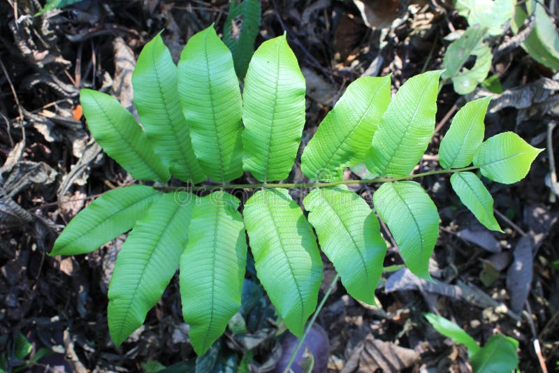 Paproć liści zielonego ulistnienia tropikalny tło Las tropikalny dżungla zasadza naturalne flory