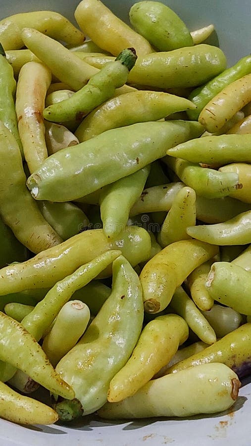 Papryka chili. Często używane w kuchni indonezyjskiej lub jadane przekąskami. obrazy stock