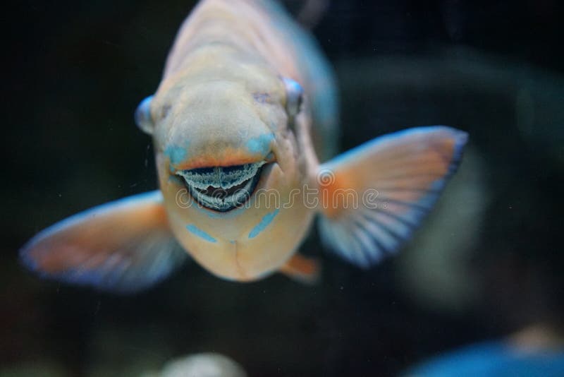 Papuga ryba zrastający się zęby robią belfrowi