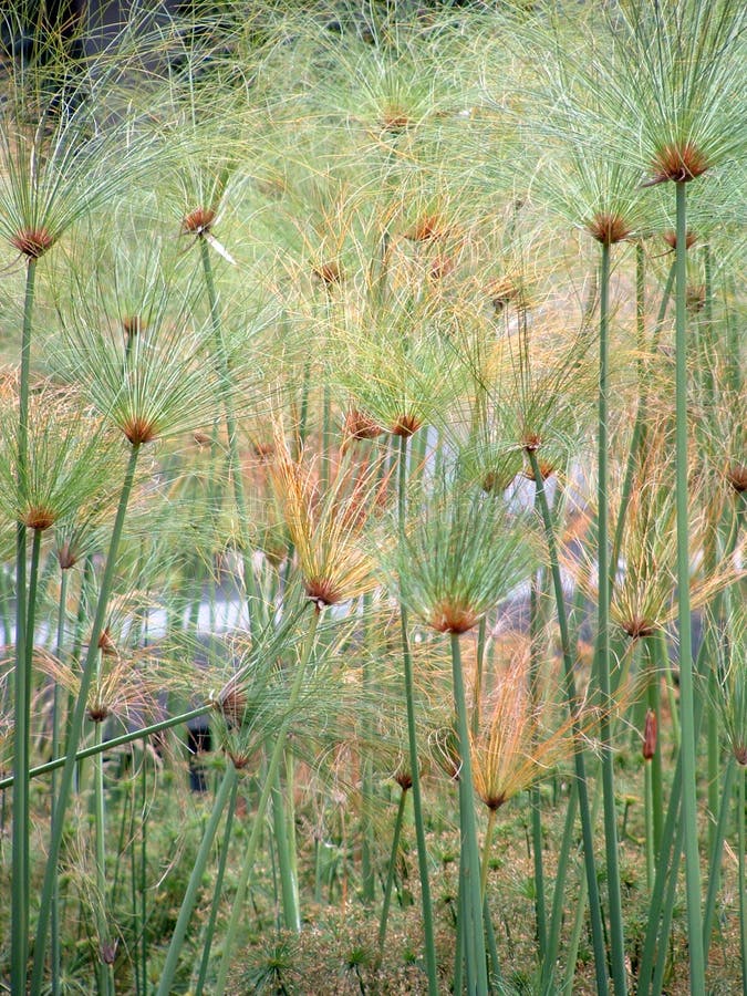 Papyrus stock image. Image of grass, green, flora, garden 6240705