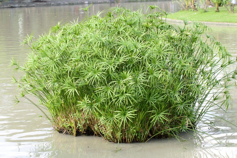 Papyrus grass stock photo. Image of shore, nile, like 48029282