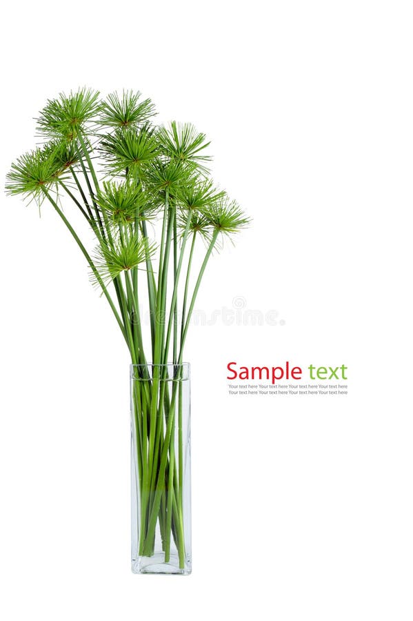 Papyrus green plant