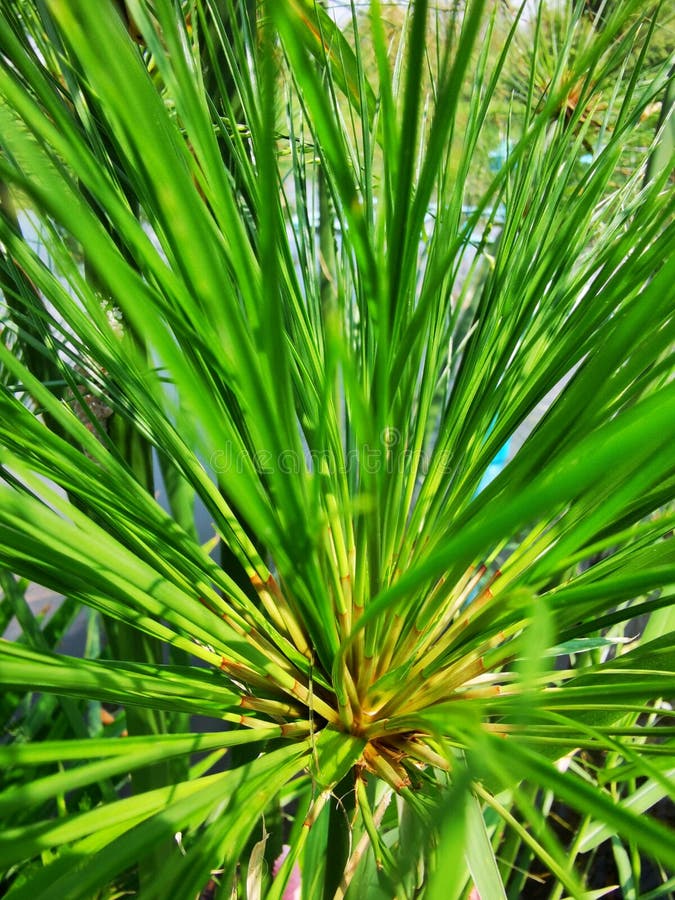 Papyrus ?gyptien images libres de droits Papyrus ?gyptien images libres de droits