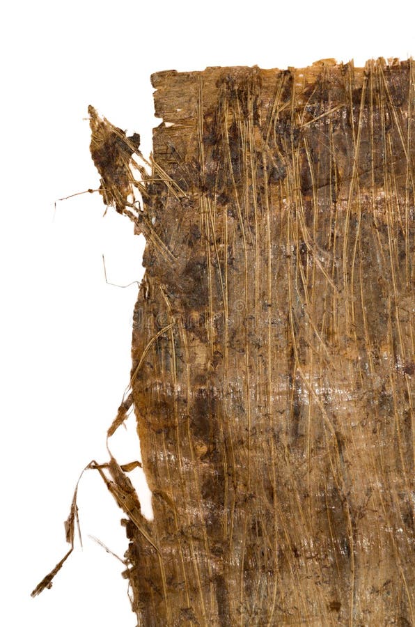papyrus tree egypt papyrus tree egypt