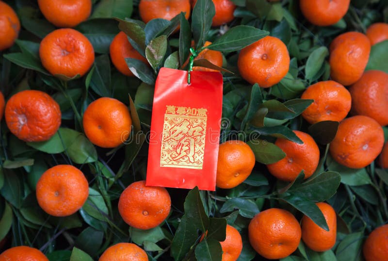 Paquet rouge chinois d'an neuf sur l'arbre de mandarines photo libre de droits Paquet rouge chinois d'an neuf sur l'arbre de mandarines photo libre de droits