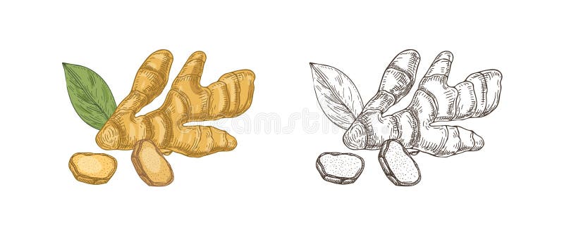 Paquete de dibujos coloridos y monocromáticos de la raíz cruda del jengibre Cosecha comestible, producto orgánico del superfood p