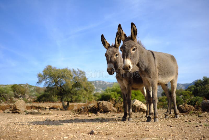 A pair of wild donkeys in Altopiano del Golgo, Baunei, Sardinia. A pair of wild donkeys in Altopiano del Golgo, Baunei, Sardinia.