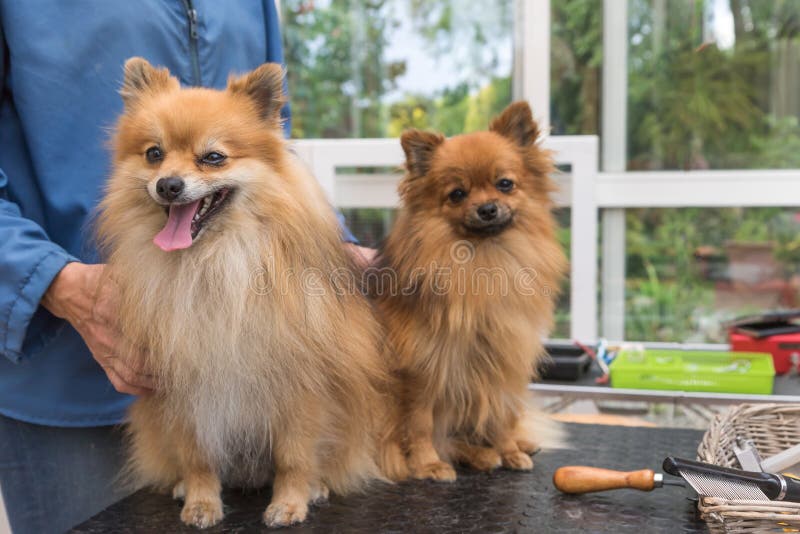Par av Pomeranian den tyska Spitzhunden står på ansa