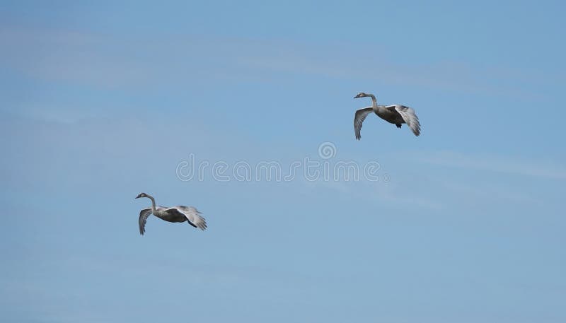 Par de jovens mudos voando no céu azul claro imagem de stock royalty free