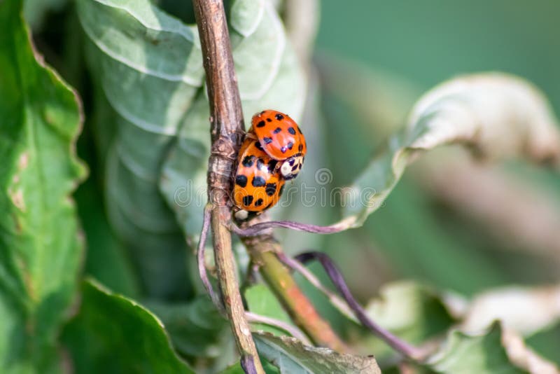 Par De Mariquitas Teniendo Sexo En Una Hoja Como Pareja En Primer Plano Para Crear La Planta De Próxima Generación Asesinos Piojos Foto de archivo - Imagen de bicho, animal: 220533406 Par De Mariquitas Teniendo Sexo En Una Hoja Como Pareja En Primer Plano Para Crear La Planta De Próxima Generación Asesinos Piojos Foto de archivo - Imagen de bicho, animal: 220533406
