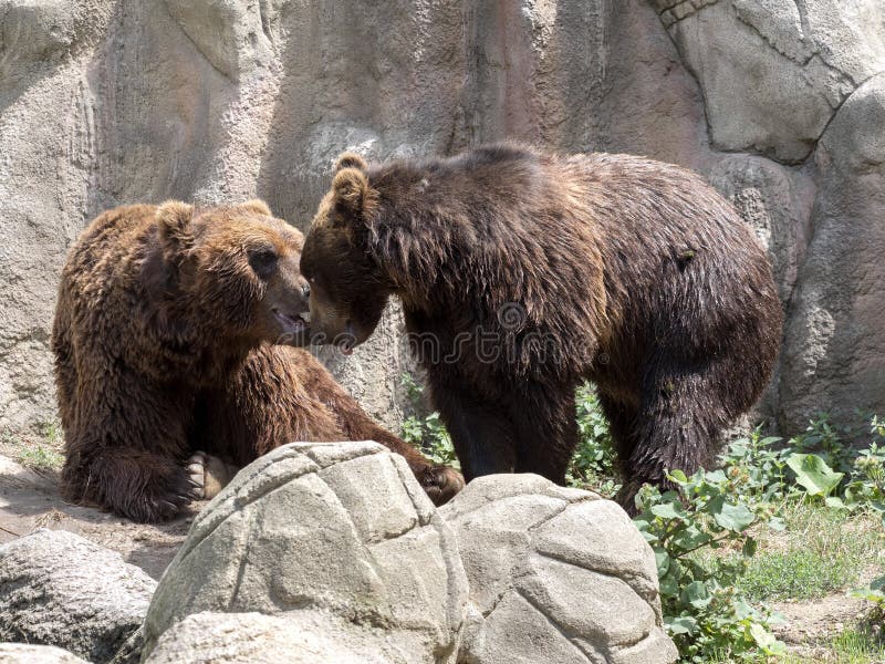 Par som spelar den Kamchatka brunbjörnen arkivbild Par som spelar den Kamchatka brunbjörnen arkivbild