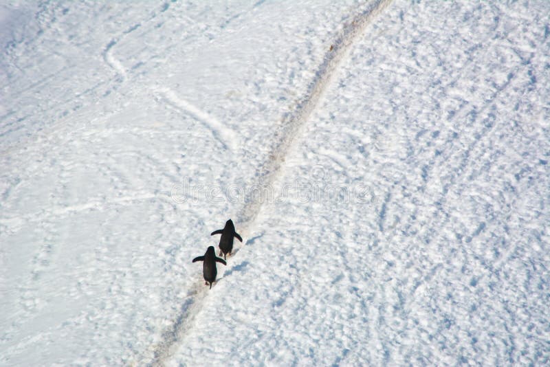 Para Adelie pingwiny chodzi do wzgórza w Antarctica zdjęcie royalty free Para Adelie pingwiny chodzi do wzgórza w Antarctica zdjęcie royalty free