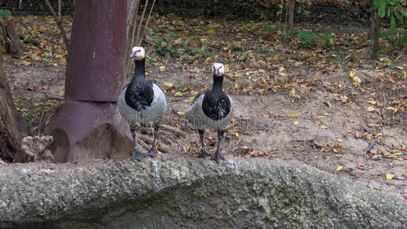 Para barnacle goose branta leucopsis