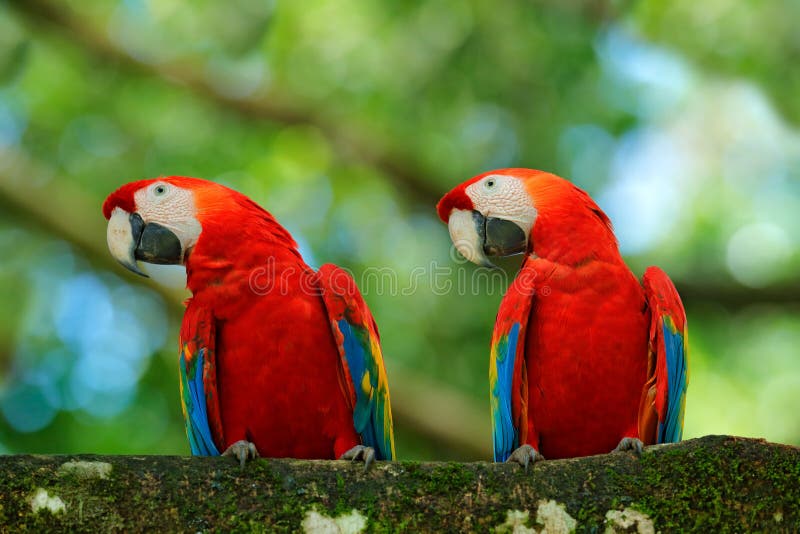Para duża papuzia Szkarłatna ara, arony Macao, dwa ptaka siedzi na gałąź, Brazylia Przyrody scena miłosna od zwrotnika lasu natur