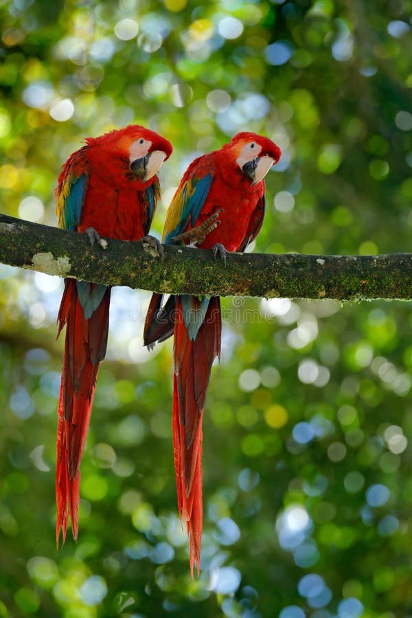Para duża papuzia Szkarłatna ara, arony Macao, dwa ptaka siedzi na gałąź, Costa rica Przyrody scena miłosna od zwrotnika lasu nat