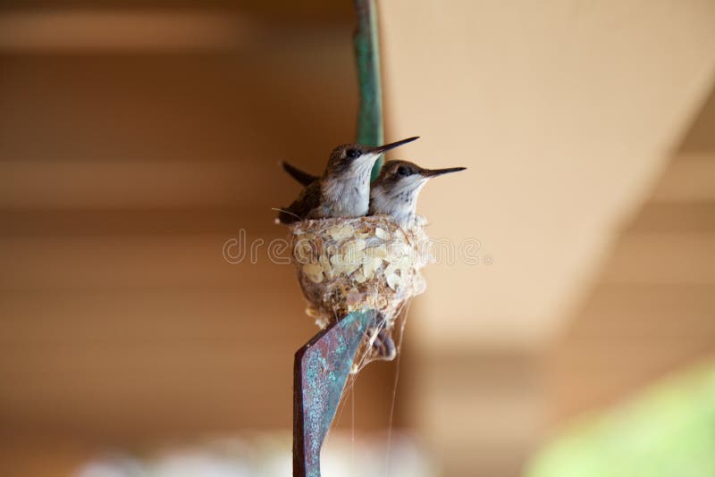 Para dzieci hummingbirds