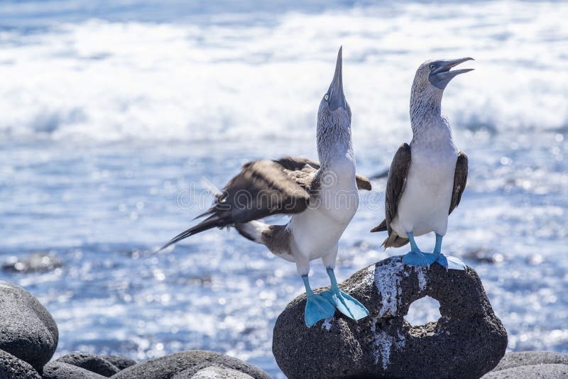 Pair of Blue-footed Boobies on the Lava Rocks by the Sea 5. Pair of Blue-footed Boobies on the Lava Rocks by the Sea 5