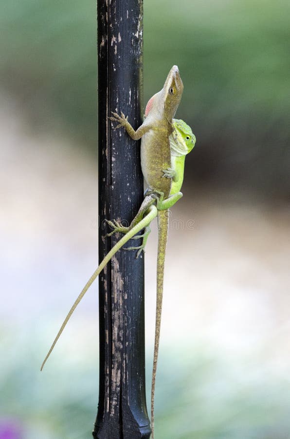 Para ihop gröna Anole för kameleont ödlor, Georgia USA royaltyfri bild Para ihop gröna Anole för kameleont ödlor, Georgia USA royaltyfri bild